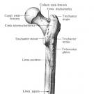 Femuri (femuri) Muskujt e brendshëm të legenit